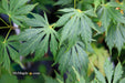 - Acer palmatum 'Omureyama' Japanese Maple - Mr Maple │ Buy Japanese Maple Trees