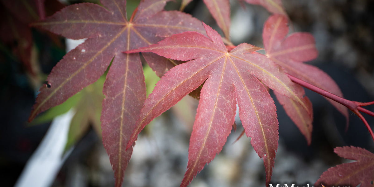 Maple treeブラック38 Autumn Blaze Maple Trees | Order Online | Treeland Nursery