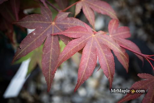 - Acer palmatum 'Onyx' Japanese Maple - Mr Maple │ Buy Japanese Maple Trees