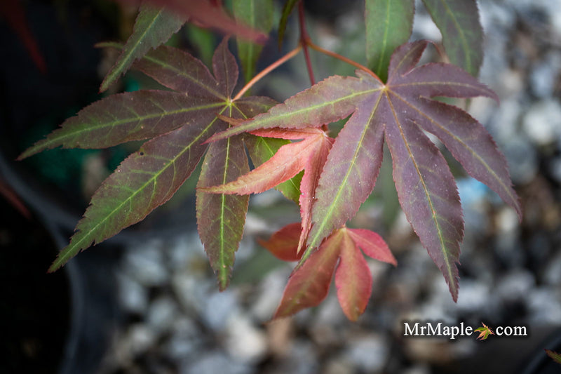 - Acer palmatum 'Onyx' Japanese Maple - Mr Maple │ Buy Japanese Maple Trees