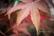 - Acer palmatum 'Onyx' Japanese Maple - Mr Maple │ Buy Japanese Maple Trees