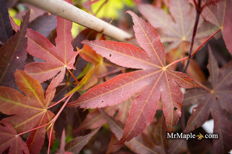 - Acer palmatum 'Onyx' Japanese Maple - Mr Maple │ Buy Japanese Maple Trees