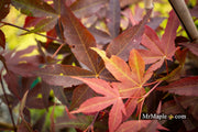 - Acer palmatum 'Onyx' Japanese Maple - Mr Maple │ Buy Japanese Maple Trees