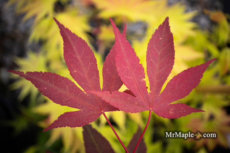 - Acer palmatum 'Onyx' Japanese Maple - Mr Maple │ Buy Japanese Maple Trees