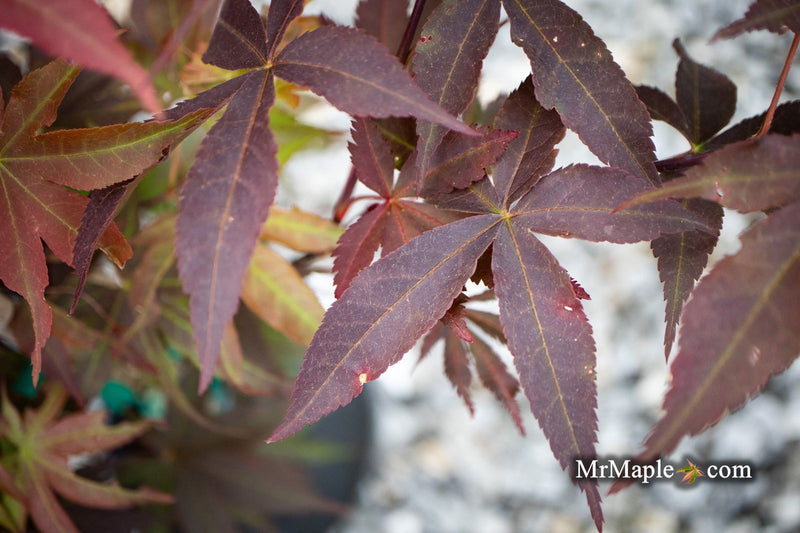 - Acer palmatum 'Onyx' Japanese Maple - Mr Maple │ Buy Japanese Maple Trees