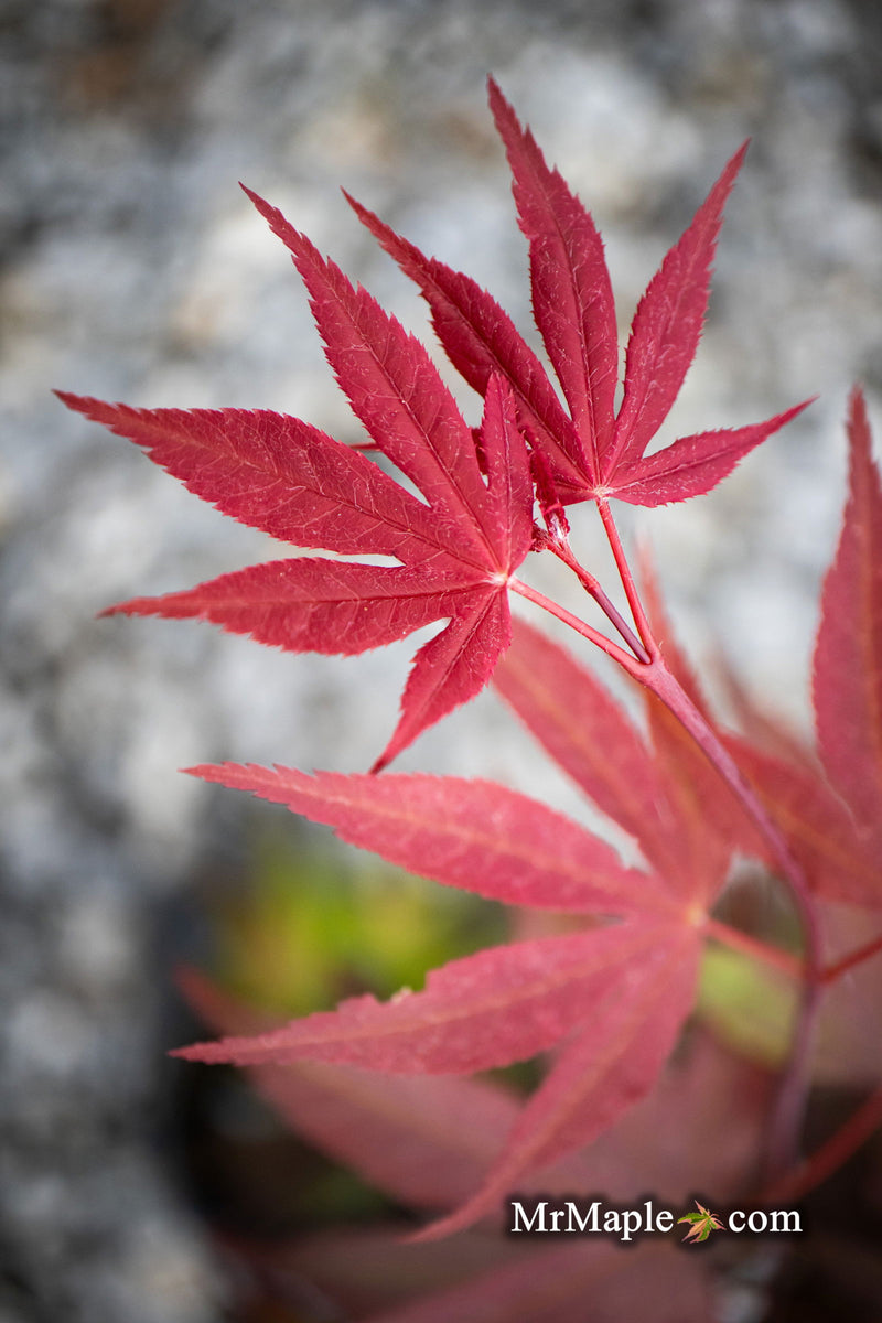 - Acer palmatum 'Onyx' Japanese Maple - Mr Maple │ Buy Japanese Maple Trees