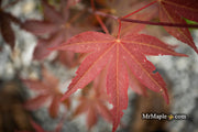 - Acer palmatum 'Onyx' Japanese Maple - Mr Maple │ Buy Japanese Maple Trees