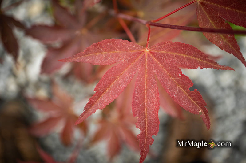 - Acer palmatum 'Onyx' Japanese Maple - Mr Maple │ Buy Japanese Maple Trees
