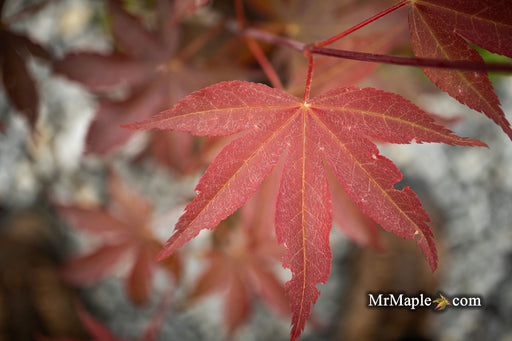 - Acer palmatum 'Onyx' Japanese Maple - Mr Maple │ Buy Japanese Maple Trees