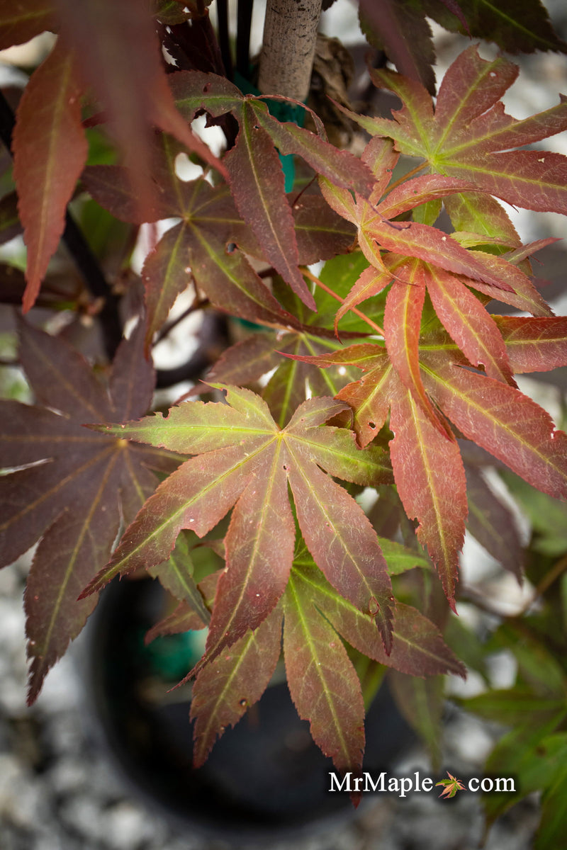 - Acer palmatum 'Onyx' Japanese Maple - Mr Maple │ Buy Japanese Maple Trees