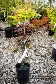 - Acer palmatum 'Onyx' Japanese Maple - Mr Maple │ Buy Japanese Maple Trees