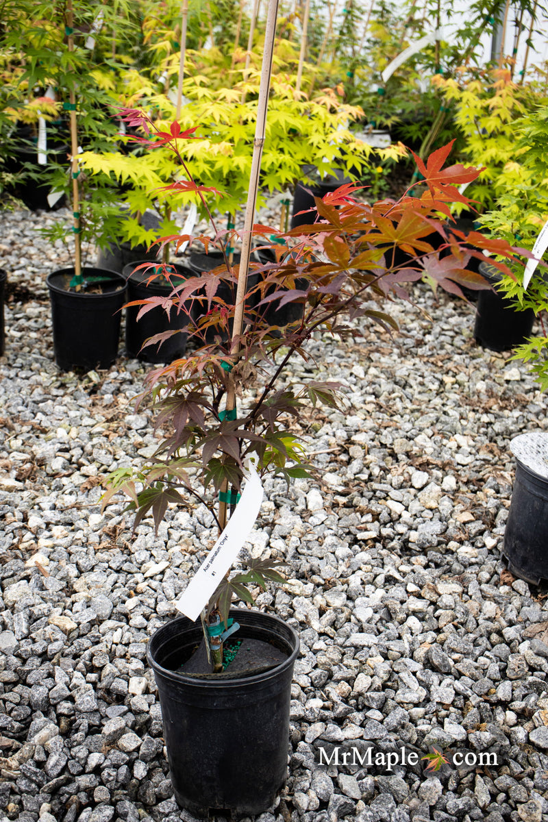 - Acer palmatum 'Onyx' Japanese Maple - Mr Maple │ Buy Japanese Maple Trees