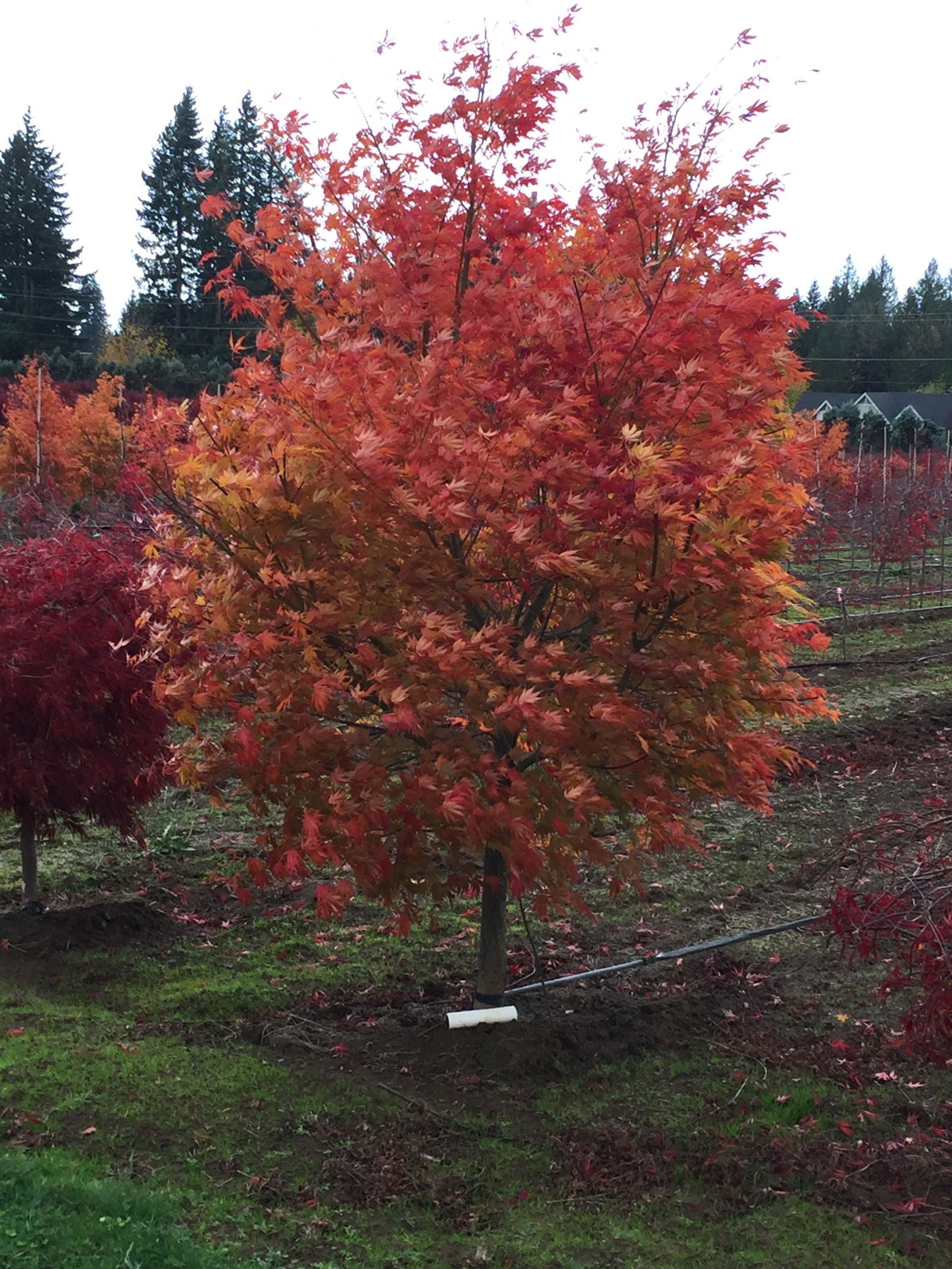 燃える樹 Buy Acer palmatum 'Orange Flame' Great Fall Color Japanese Maple