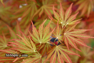 - Acer palmatum 'Orange Flame' Great Fall Color Japanese Maple - Mr Maple │ Buy Japanese Maple Trees