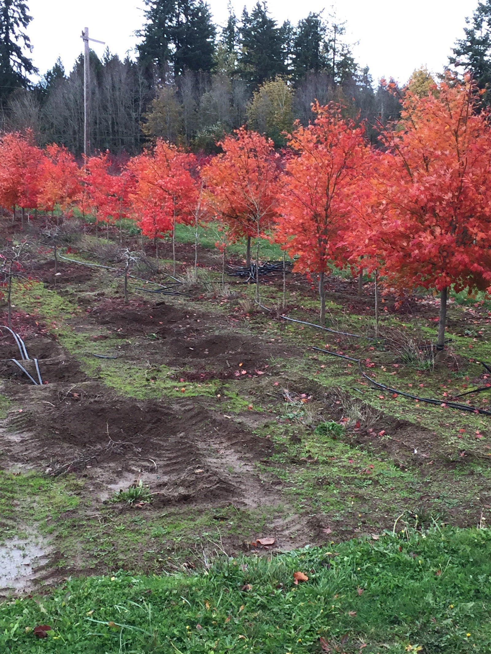 Buy Acer palmatum 'Orange Flame' Great Fall Color Japanese Maple