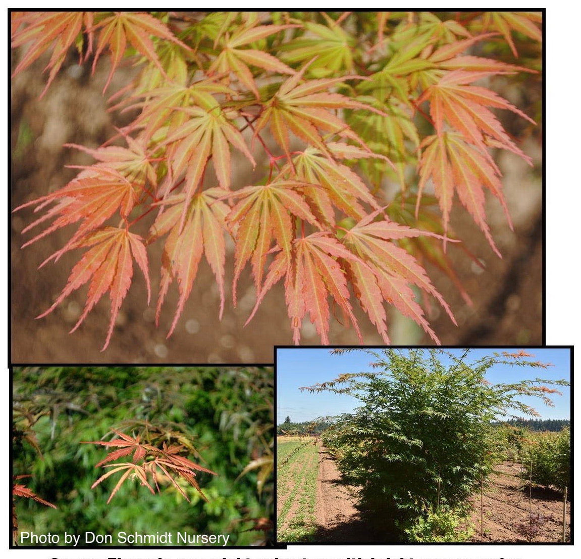 Buy Acer palmatum 'Orange Flame' Great Fall Color Japanese Maple — Mr ...
