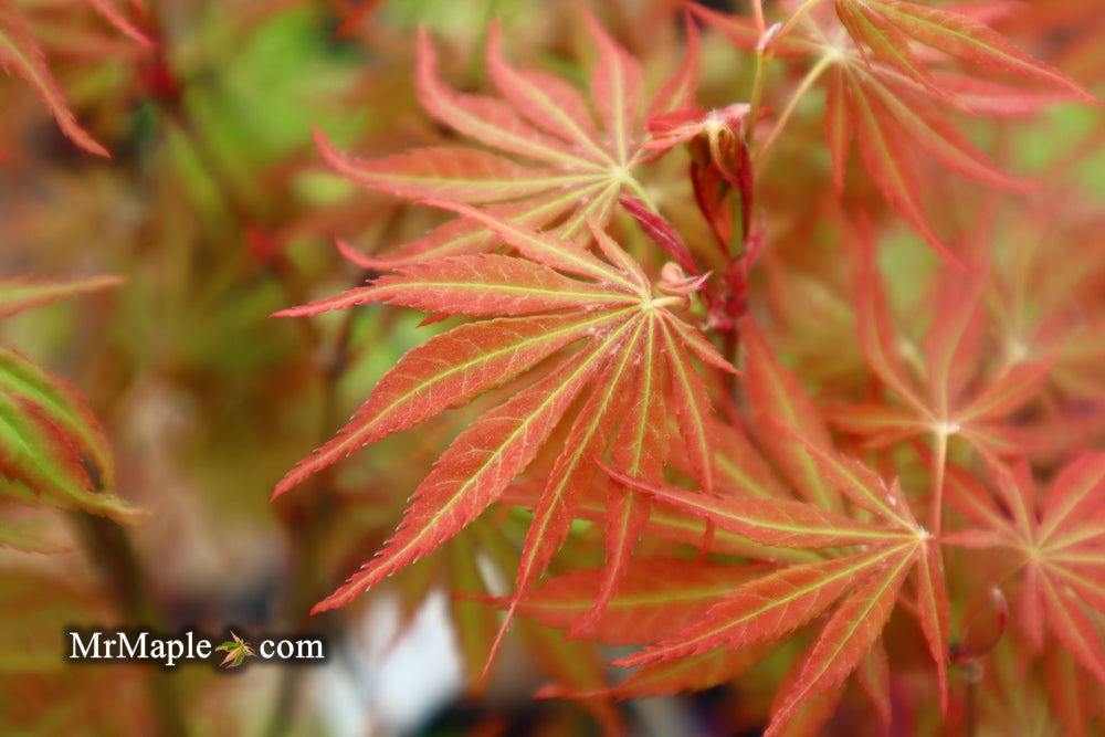 Buy Acer palmatum 'Orange Flame' Great Fall Color Japanese Maple