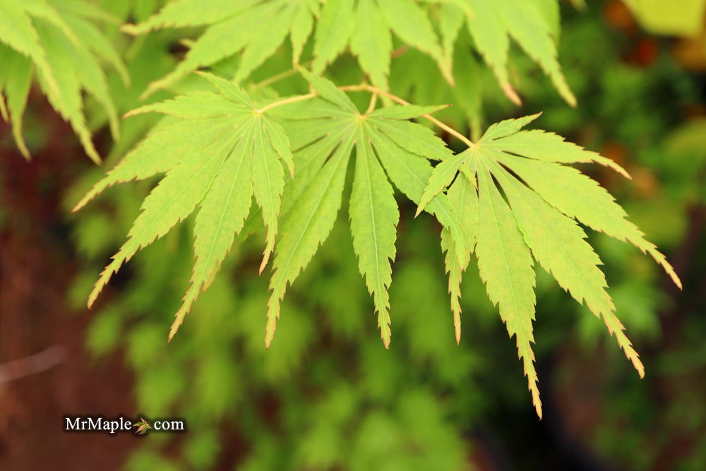 Buy Acer palmatum 'Orange Flame' Great Fall Color Japanese Maple