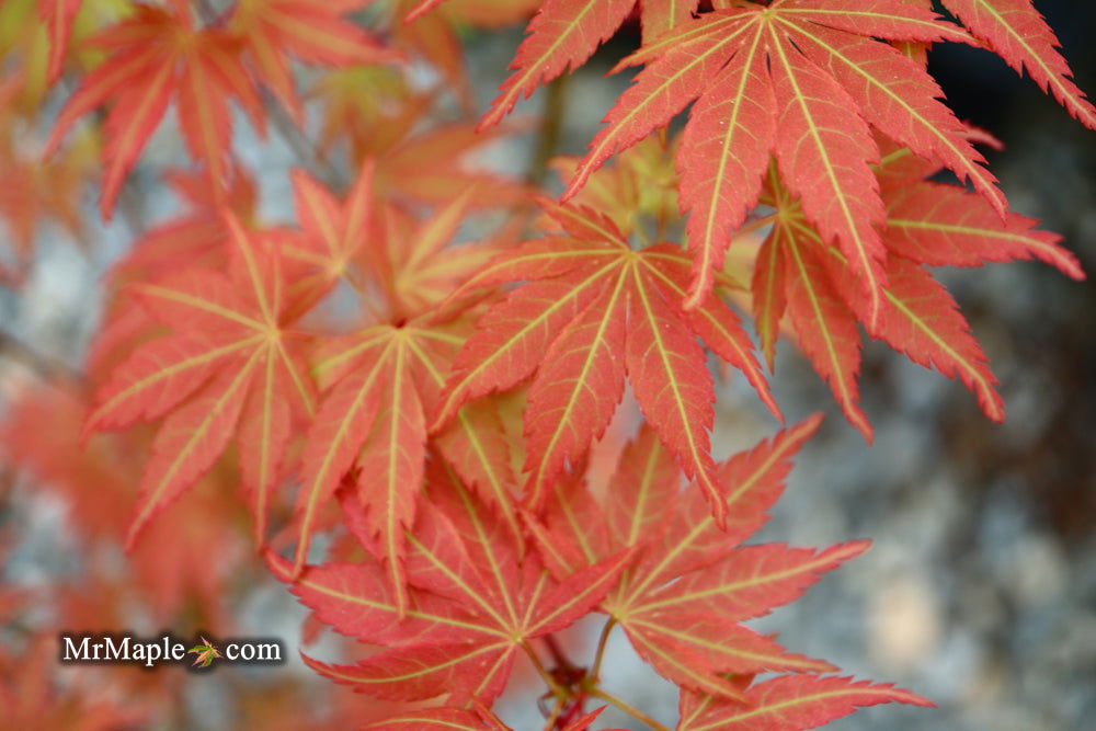 燃える樹 Buy Acer palmatum 'Orange Flame' Great Fall Color Japanese Maple