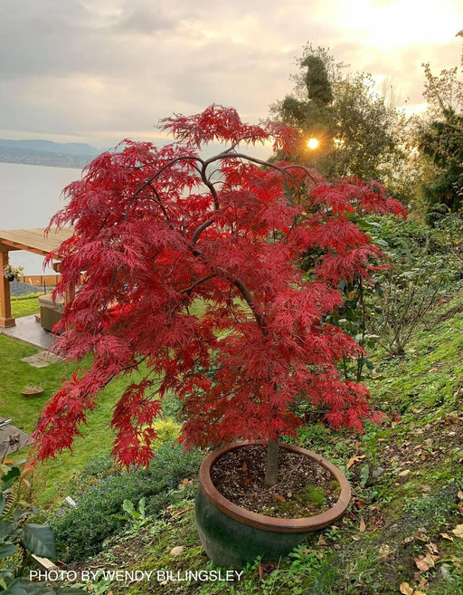 '- Acer palmatum 'Orangeola' Japanese Maple - Mr Maple │ Buy Japanese Maple Trees