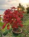 '- Acer palmatum 'Orangeola' Japanese Maple - Mr Maple │ Buy Japanese Maple Trees