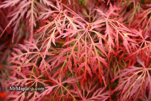 Acer palmatum 'Orangeola' Japanese Maple - Mr Maple │ Buy Japanese Maple Trees