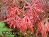 '- Acer palmatum 'Orangeola' Japanese Maple - Mr Maple │ Buy Japanese Maple Trees