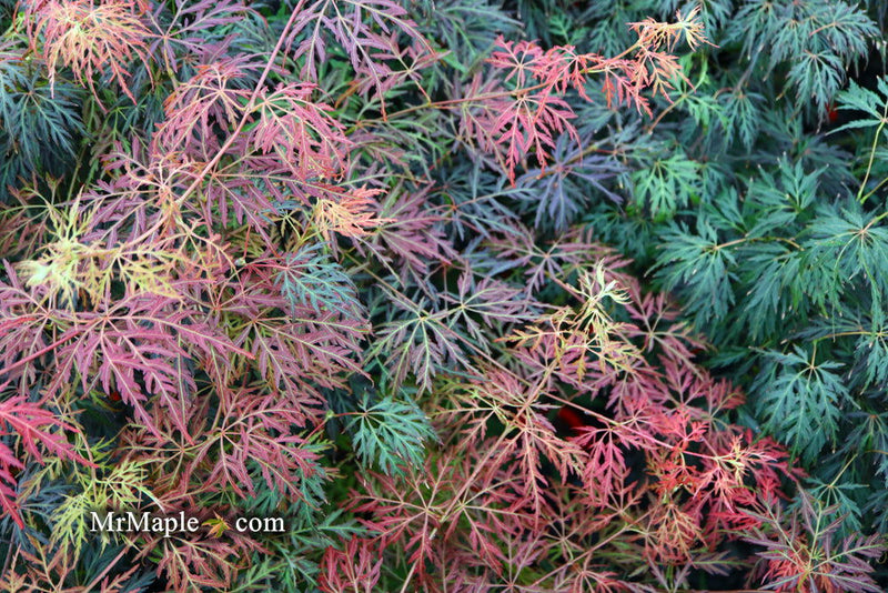- Acer palmatum 'Orangeola' Japanese Maple - Mr Maple │ Buy Japanese Maple Trees