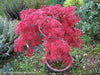 '- Acer palmatum 'Orangeola' Japanese Maple - Mr Maple │ Buy Japanese Maple Trees