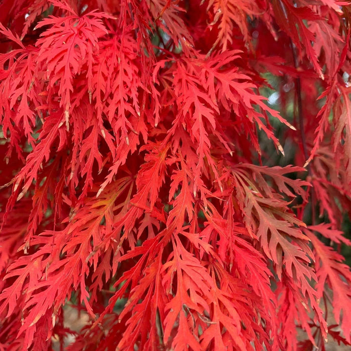 - Acer palmatum 'Orangeola' Japanese Maple - Mr Maple │ Buy Japanese Maple Trees