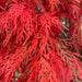 '- Acer palmatum 'Orangeola' Japanese Maple - Mr Maple │ Buy Japanese Maple Trees