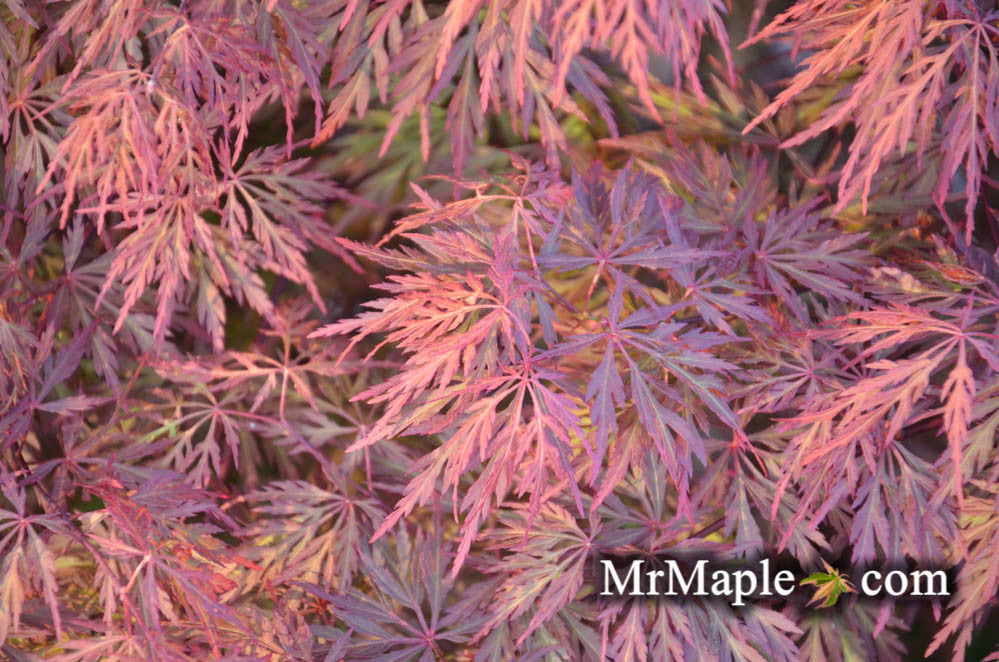 '- Acer palmatum 'Orangeola' Japanese Maple - Mr Maple │ Buy Japanese Maple Trees