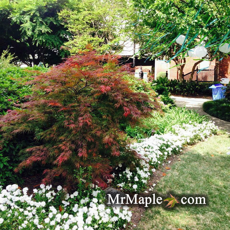 Buy Acer palmatum dissectum 'Orangeola' Japanese Maple — Mr Maple