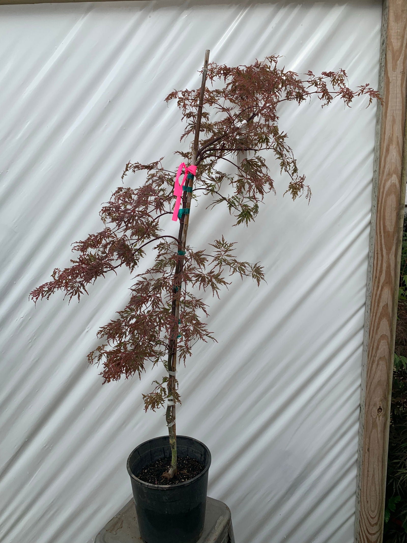 Buy Acer palmatum dissectum 'Orangeola' Japanese Maple — Mr Maple