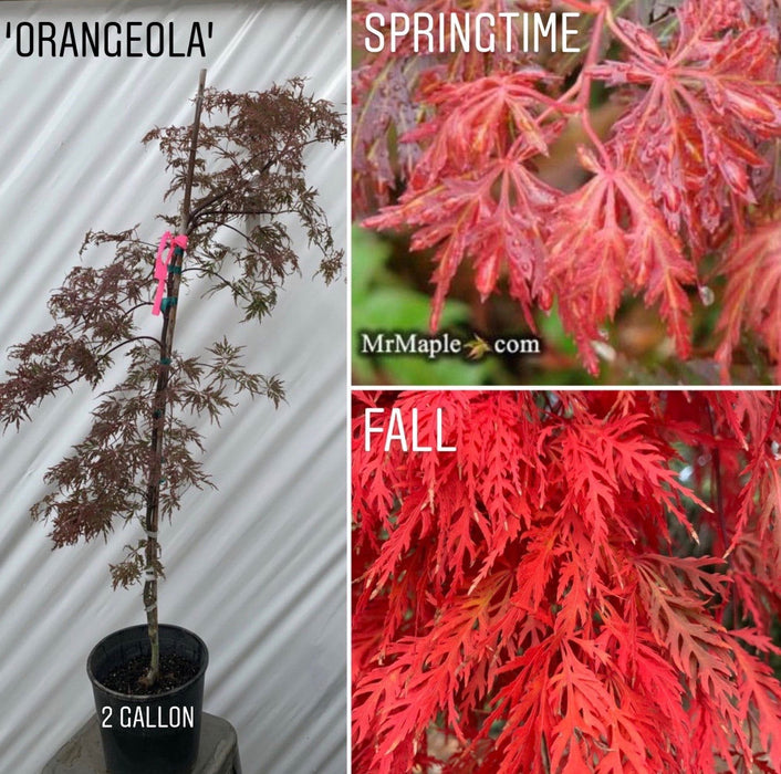 '- Acer palmatum 'Orangeola' Japanese Maple - Mr Maple │ Buy Japanese Maple Trees