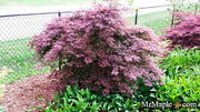 - Acer palmatum 'Orangeola' Japanese Maple - Mr Maple │ Buy Japanese Maple Trees