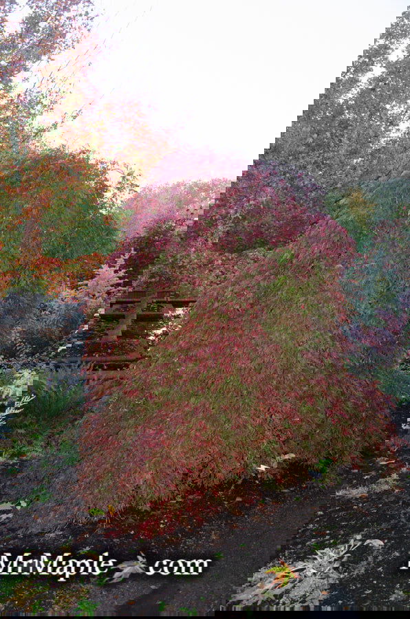 - Acer palmatum 'Orangeola' Japanese Maple - Mr Maple │ Buy Japanese Maple Trees