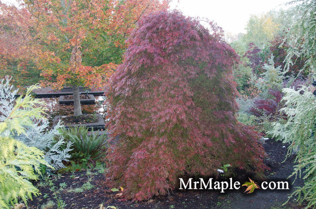 '- Acer palmatum 'Orangeola' Japanese Maple - Mr Maple │ Buy Japanese Maple Trees