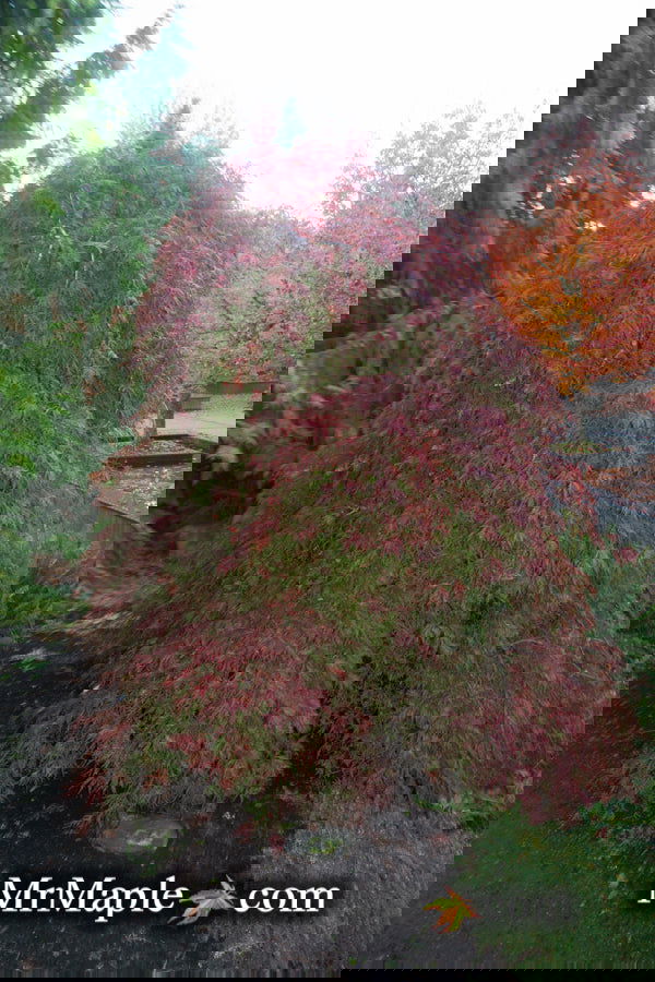 - Acer palmatum 'Orangeola' Japanese Maple - Mr Maple │ Buy Japanese Maple Trees