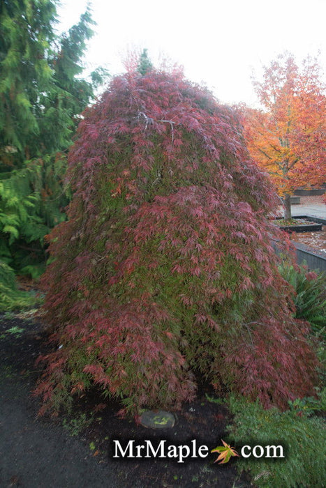 - Acer palmatum 'Orangeola' Japanese Maple - Mr Maple │ Buy Japanese Maple Trees