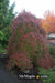 '- Acer palmatum 'Orangeola' Japanese Maple - Mr Maple │ Buy Japanese Maple Trees