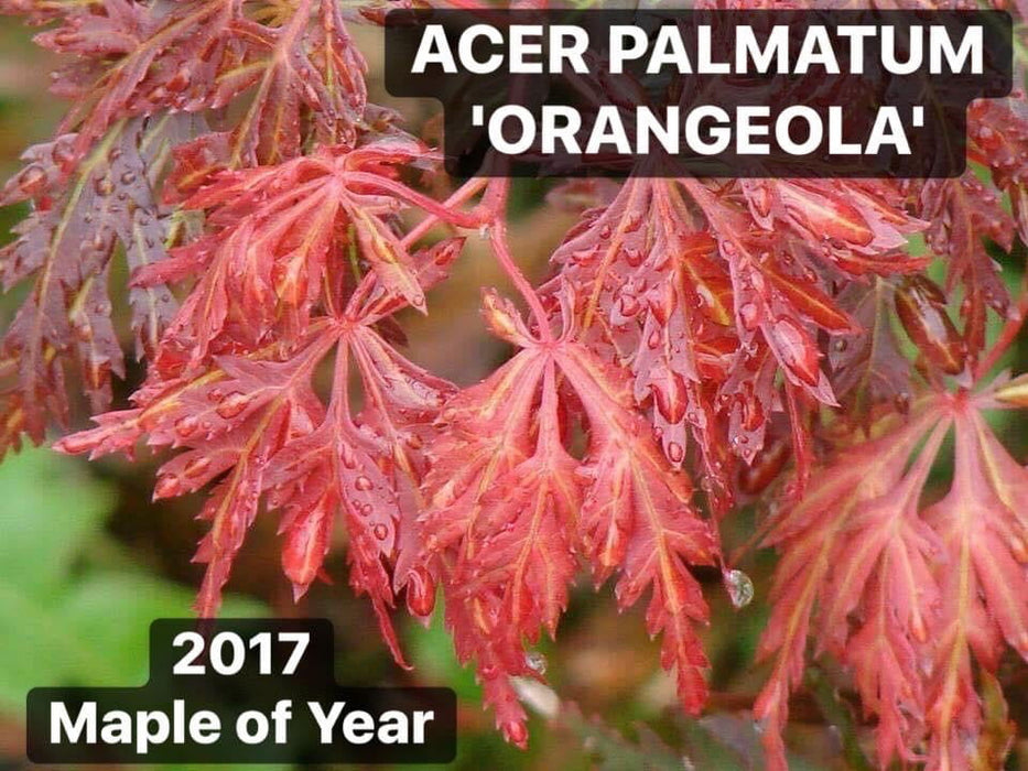 '- Acer palmatum 'Orangeola' Japanese Maple - Mr Maple │ Buy Japanese Maple Trees