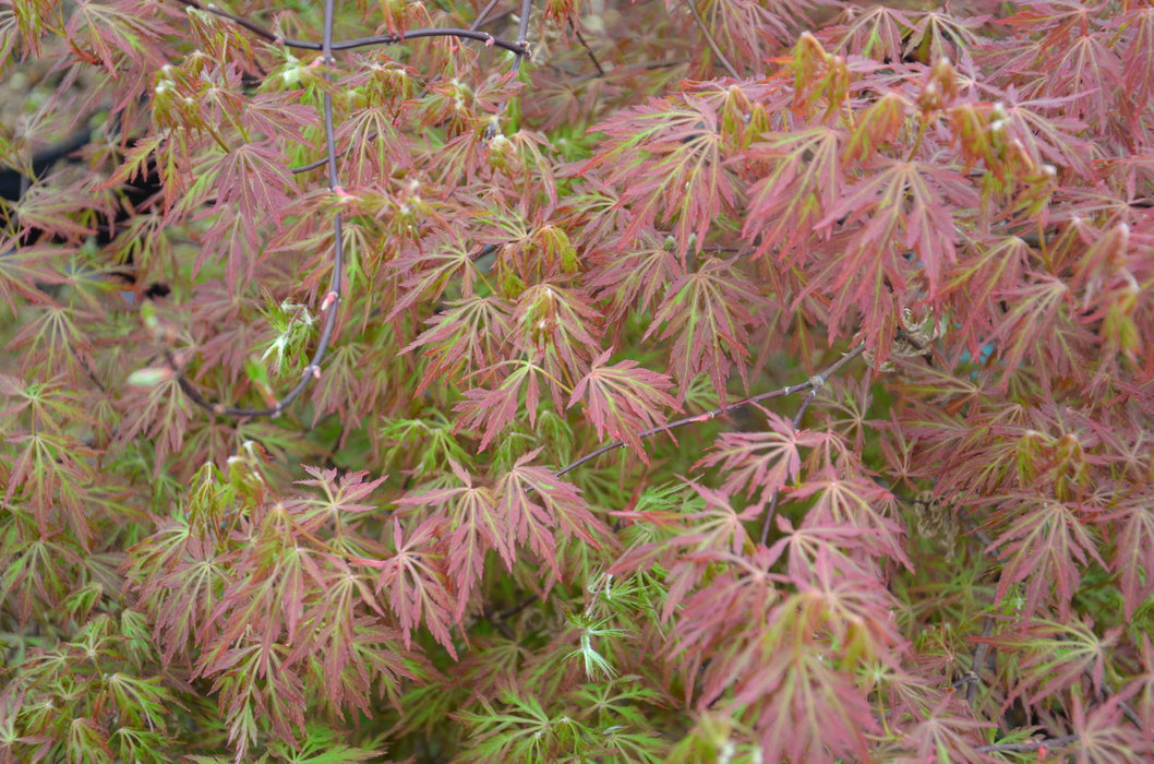 '- Acer palmatum 'Orangeola' Japanese Maple - Mr Maple │ Buy Japanese Maple Trees