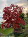 '- Acer palmatum 'Orangeola' Japanese Maple - Mr Maple │ Buy Japanese Maple Trees