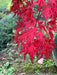 '- Acer palmatum 'Orangeola' Japanese Maple - Mr Maple │ Buy Japanese Maple Trees