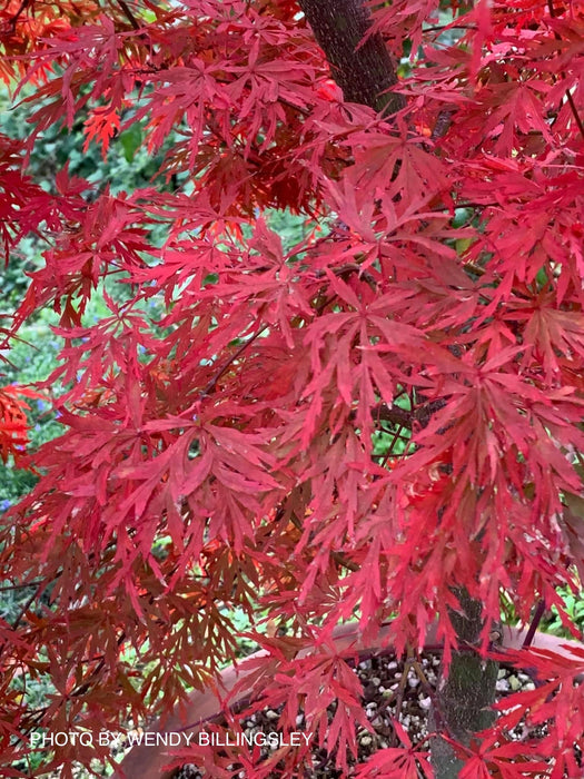 '- Acer palmatum 'Orangeola' Japanese Maple - Mr Maple │ Buy Japanese Maple Trees