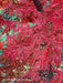 '- Acer palmatum 'Orangeola' Japanese Maple - Mr Maple │ Buy Japanese Maple Trees