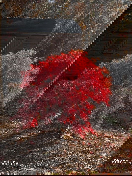 Buy Acer palmatum dissectum 'Orangeola' Japanese Maple — Mr Maple