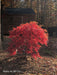 '- Acer palmatum 'Orangeola' Japanese Maple - Mr Maple │ Buy Japanese Maple Trees