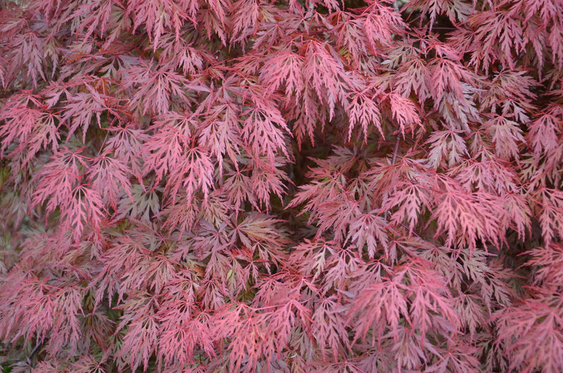 - Acer palmatum 'Orangeola' Japanese Maple - Mr Maple │ Buy Japanese Maple Trees